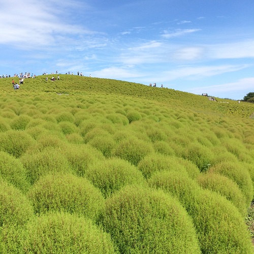 茨城ひたち海浜公園