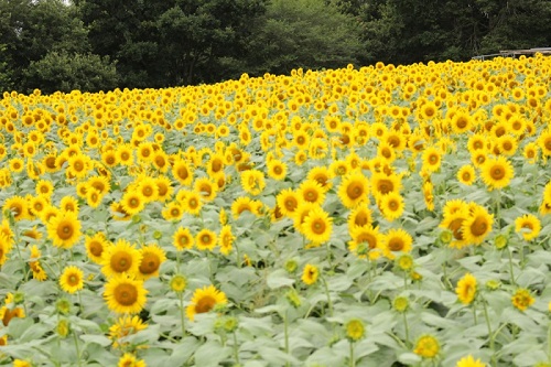 夏といえばひまわりの花